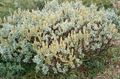 ezüstös Dísznövény Fűz, Salix fénykép, termesztés és leírás, jellemzők és növekvő