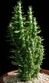 Bilde  Ørken Kaktus beskrivelse, kjennetegn og voksende