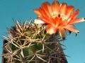 помаранчевий Кімнатні Рослини Акантокаліціум пустельний кактус, Acanthocalycium Фото, вирощування і опис, характеристика і зростаючий