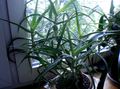 crvena Sobne biljke Aloja sukulenti, Aloe Foto, uzgajanje i opis, karakteristike i uzgoj
