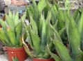 hvit Innendørs Planter American Century Plante, Pita, Piggete Aloe saftige, Agave Bilde, dyrking og beskrivelse, kjennetegn og voksende