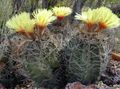 黄 室内植物 鸾凤 沙漠中的仙人掌, Astrophytum 照, 养殖 和 描述, 特点 和 成长