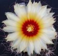 bijela Sobne biljke Astrophytum pustinjski kaktus Foto, uzgajanje i opis, karakteristike i uzgoj