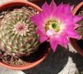 rózsaszín Szobanövények Astrophytum sivatagi kaktusz fénykép, termesztés és leírás, jellemzők és növekvő