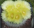 žuta Sobne biljke Lopta Kaktus, Notocactus Foto, uzgajanje i opis, karakteristike i uzgoj
