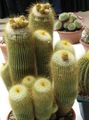 黄 室内植物 球仙人掌 沙漠中的仙人掌, Notocactus 照, 养殖 和 描述, 特点 和 成长