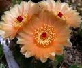 narancs Szobanövények Ball Kaktusz, Notocactus fénykép, termesztés és leírás, jellemzők és növekvő