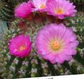 rosa Innendørs Planter Ball Kaktus, Notocactus Bilde, dyrking og beskrivelse, kjennetegn og voksende