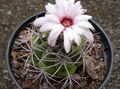 hvit Innendørs Planter Ball Kaktus, Notocactus Bilde, dyrking og beskrivelse, kjennetegn og voksende