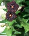 Bilde Kadaver Blomster Saftige beskrivelse, kjennetegn og voksende