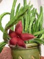 червоний Кімнатні Рослини Стапелія суккулент, Stapelia Фото, вирощування і опис, характеристика і зростаючий