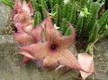 rosa Innendørs Planter Åtsel Plante, Sjøstjerner Blomst, Sjøstjerner Kaktus saftige, Stapelia Bilde, dyrking og beskrivelse, kjennetegn og voksende