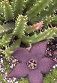 violetti Raatoja Kasvi, Meritähti Kukka, Meritähti Kaktus mehukasvit, Stapelia kuva, muokkaus ja tuntomerkit, ominaisuudet ja viljely