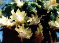 gul Innendørs Planter Christmas Kaktus, Schlumbergera Bilde, dyrking og beskrivelse, kjennetegn og voksende
