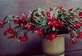 bordó Szobanövények Karácsonyi Kaktusz, Schlumbergera fénykép, termesztés és leírás, jellemzők és növekvő
