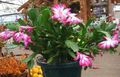 ružičasta Sobne biljke Božićni Kaktus, Schlumbergera Foto, uzgajanje i opis, karakteristike i uzgoj