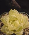 bijela Ošišan Prozor Biljka, Haworthia sukulenti Foto, uzgajanje i opis, karakteristike i uzgoj