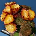 Bilde Cob Kaktus  beskrivelse, kjennetegn og voksende
