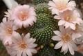 粉红色 室内植物 冠仙人掌 沙漠中的仙人掌, Rebutia 照, 养殖 和 描述, 特点 和 成长