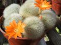 narančasta Sobne biljke Kruna Kaktus, Rebutia Foto, uzgajanje i opis, karakteristike i uzgoj