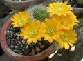 gul Innendørs Planter Krone Kaktus, Rebutia Bilde, dyrking og beskrivelse, kjennetegn og voksende