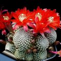rød Innendørs Planter Krone Kaktus, Rebutia Bilde, dyrking og beskrivelse, kjennetegn og voksende