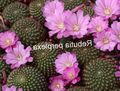 halványlila Szobanövények Korona Kaktusz, Rebutia fénykép, termesztés és leírás, jellemzők és növekvő