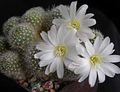 білий Кімнатні Рослини Ребуция пустельний кактус, Rebutia Фото, вирощування і опис, характеристика і зростаючий