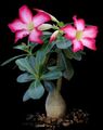 Bilde Desert Rose Saftige beskrivelse, kjennetegn og voksende
