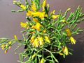жовтий Кімнатні Рослини Хатіора лісової кактус, Hatiora Фото, вирощування і опис, характеристика і зростаючий