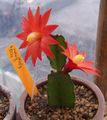 crvena Sobne biljke Pijanci Sanjaju šumski kaktus, Hatiora Foto, uzgajanje i opis, karakteristike i uzgoj