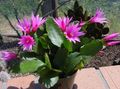 ružičasta Sobne biljke Pijanci Sanjaju šumski kaktus, Hatiora Foto, uzgajanje i opis, karakteristike i uzgoj