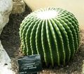 hvit Innendørs Planter Ørn Klore ørken kaktus, Echinocactus Bilde, dyrking og beskrivelse, kjennetegn og voksende