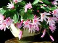 rosa Innendørs Planter Easter Kaktus, Rhipsalidopsis Bilde, dyrking og beskrivelse, kjennetegn og voksende