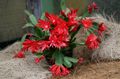 червоний Кімнатні Рослини Ріпсалідопсіс лісової кактус, Rhipsalidopsis Фото, вирощування і опис, характеристика і зростаючий