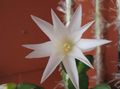 hvit Innendørs Planter Easter Kaktus, Rhipsalidopsis Bilde, dyrking og beskrivelse, kjennetegn og voksende