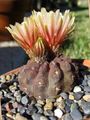 oranžový Vnútorné Rastliny Eriosyce pustý kaktus fotografie, pestovanie a popis, vlastnosti a pestovanie