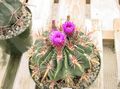 roze Kamerplanten Ferocactus foto, teelt en beschrijving, karakteristieken en groeiend