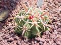 piros Szobanövények Ferocactus sivatagi kaktusz fénykép, termesztés és leírás, jellemzők és növekvő