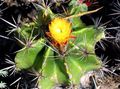 黄 室内植物 Fero仙人掌 沙漠中的仙人掌, Ferocactus 照, 养殖 和 描述, 特点 和 成长