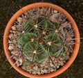gul Innendørs Planter Ferocactus ørken kaktus Bilde, dyrking og beskrivelse, kjennetegn og voksende