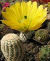 gul Innendørs Planter Pinnsvinet Kaktus, Blonder Kaktus, Regnbue Kaktus, Echinocereus Bilde, dyrking og beskrivelse, kjennetegn og voksende