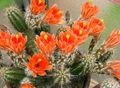 橙 室内植物 刺猬仙人掌，仙人掌花边，彩虹仙人掌 沙漠中的仙人掌, Echinocereus 照, 养殖 和 描述, 特点 和 成长