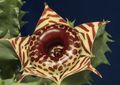 Foto Huernia Sukkulenten Beschreibung, Merkmale und wächst