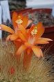 oranžna Sobne Rastline Matucana puščavski kaktus fotografija, gojenje in opis, značilnosti in rast