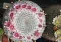 rózsaszín Szobanövények Öreg Hölgy Kaktusz, Mammillaria fénykép, termesztés és leírás, jellemzők és növekvő
