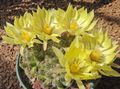 gul Innendørs Planter Gammel Dame Kaktus, Mammillaria Bilde, dyrking og beskrivelse, kjennetegn og voksende