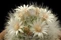 fehér Szobanövények Öreg Hölgy Kaktusz, Mammillaria fénykép, termesztés és leírás, jellemzők és növekvő