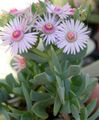lila Kamerplanten Oscularia sappig foto, teelt en beschrijving, karakteristieken en groeiend