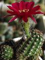 vínny Vnútorné Rastliny Arašidové Kaktus, Chamaecereus fotografie, pestovanie a popis, vlastnosti a pestovanie